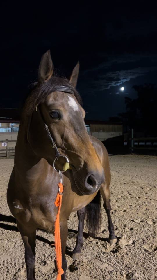 Mare French Saddle Pony For sale 2017 Bay