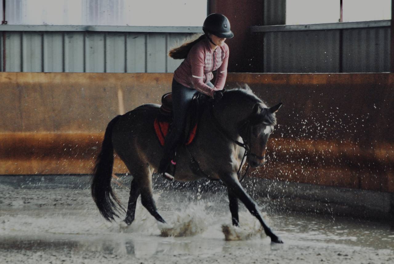 Mare French Saddle Pony For sale 2017 Bay