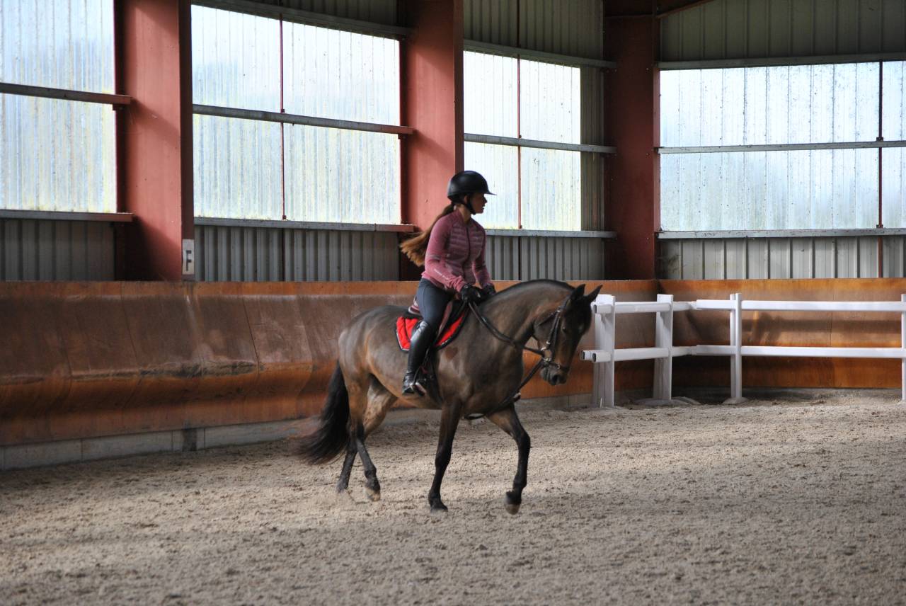 Mare French Saddle Pony For sale 2017 Bay