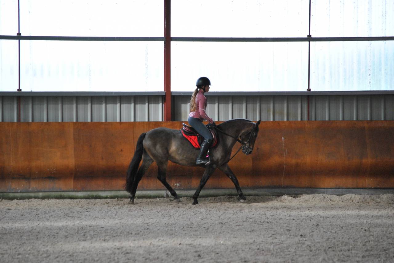 Mare French Saddle Pony For sale 2017 Bay