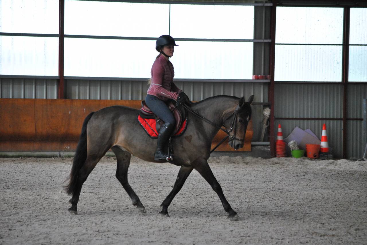 Mare French Saddle Pony For sale 2017 Bay