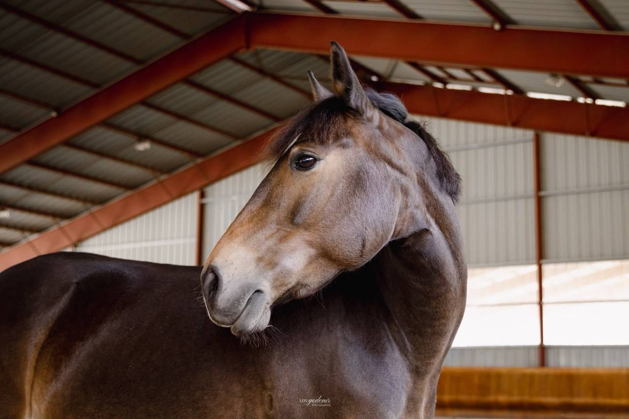 Mare French Saddle Pony For sale 2017 Bay