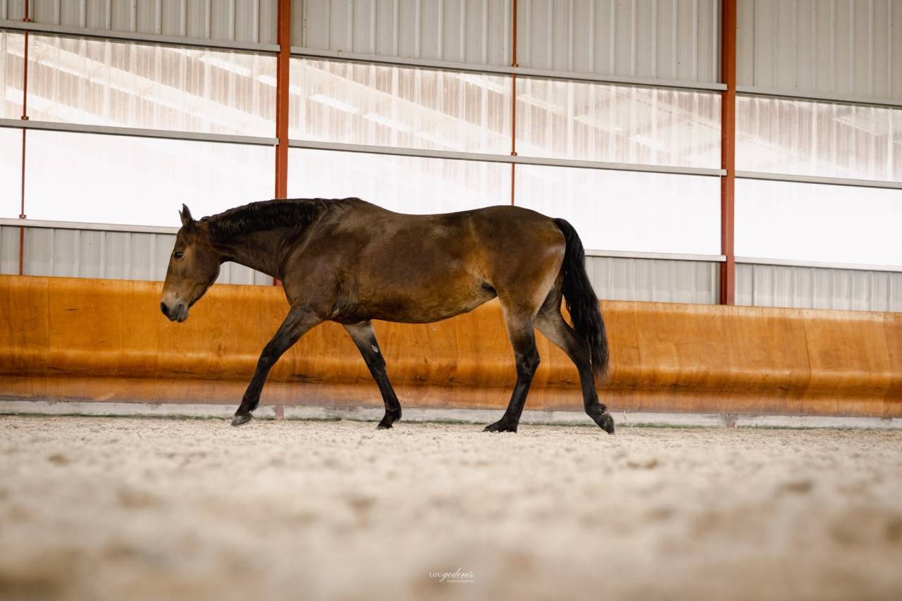 Mare French Saddle Pony For sale 2017 Bay