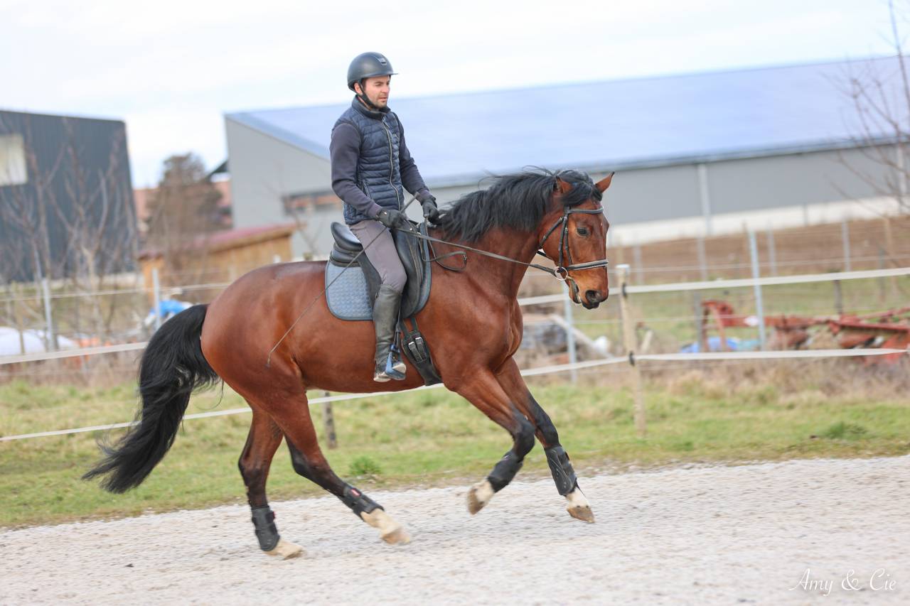 Gelding German Warmblood For sale 2020 Bay
