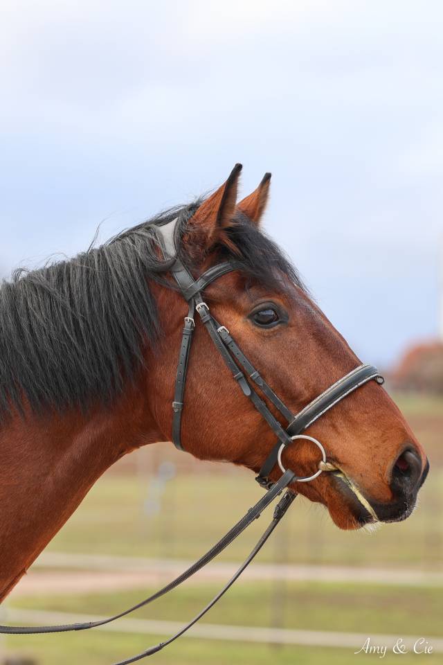 Gelding German Warmblood For sale 2020 Bay