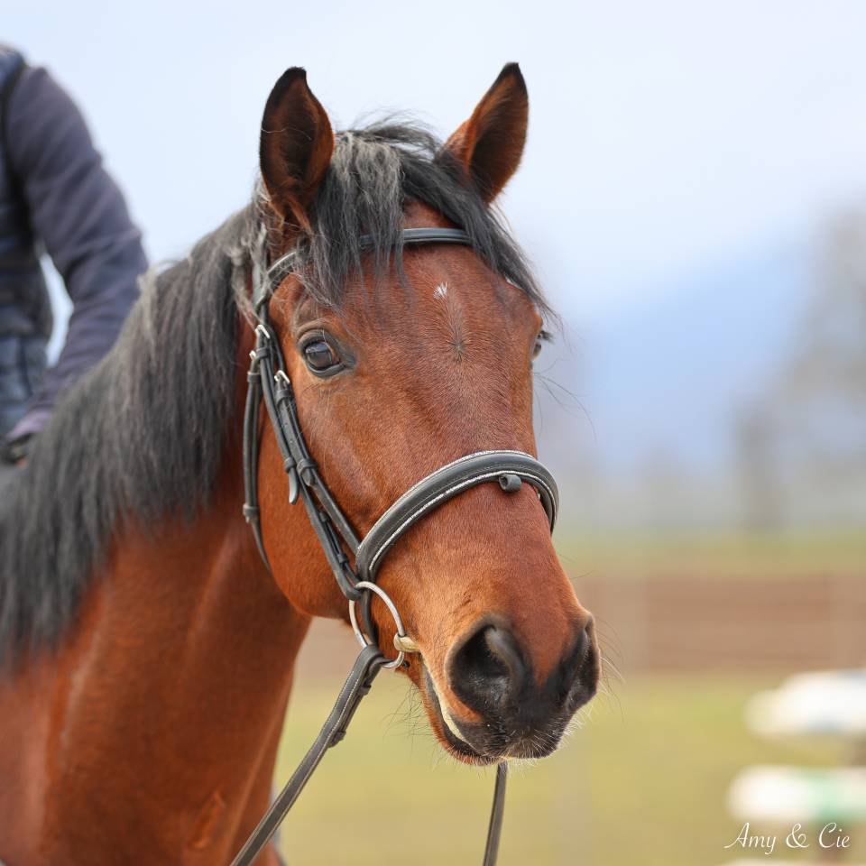 Gelding German Warmblood For sale 2020 Bay