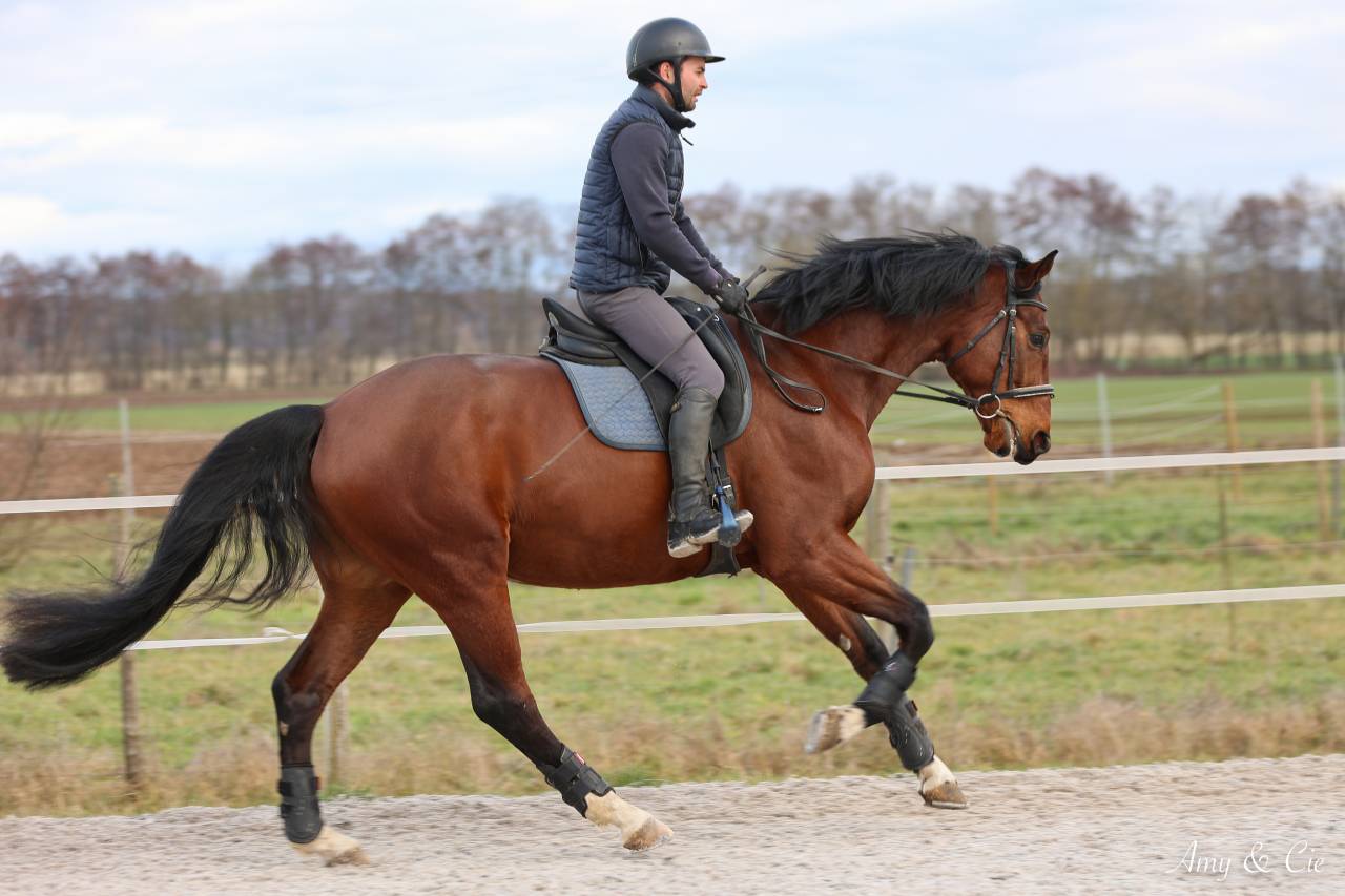 Gelding German Warmblood For sale 2020 Bay