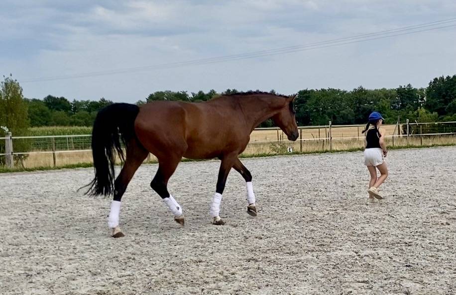 Gelding German Warmblood For sale 2020 Bay