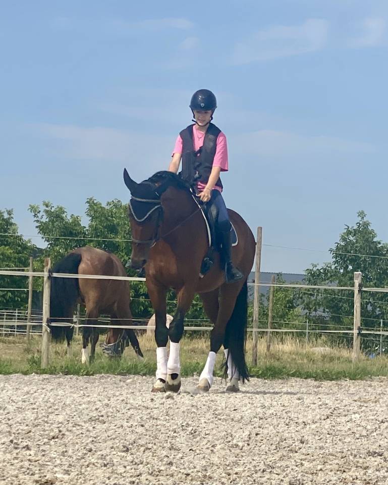 Gelding German Warmblood For sale 2020 Bay