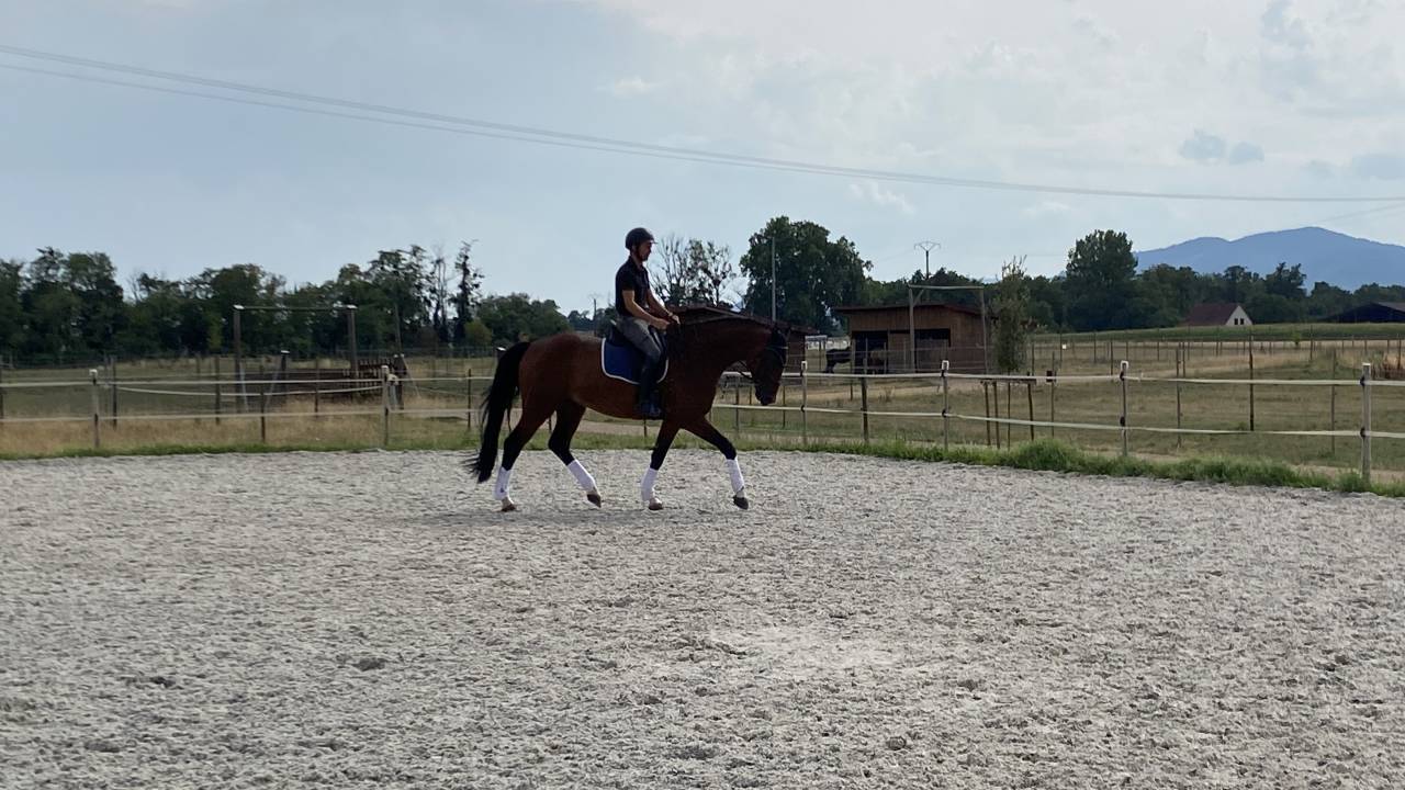Gelding German Warmblood For sale 2020 Bay