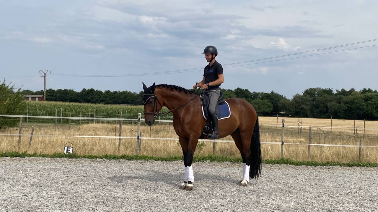 Gelding German Warmblood For sale 2020 Bay