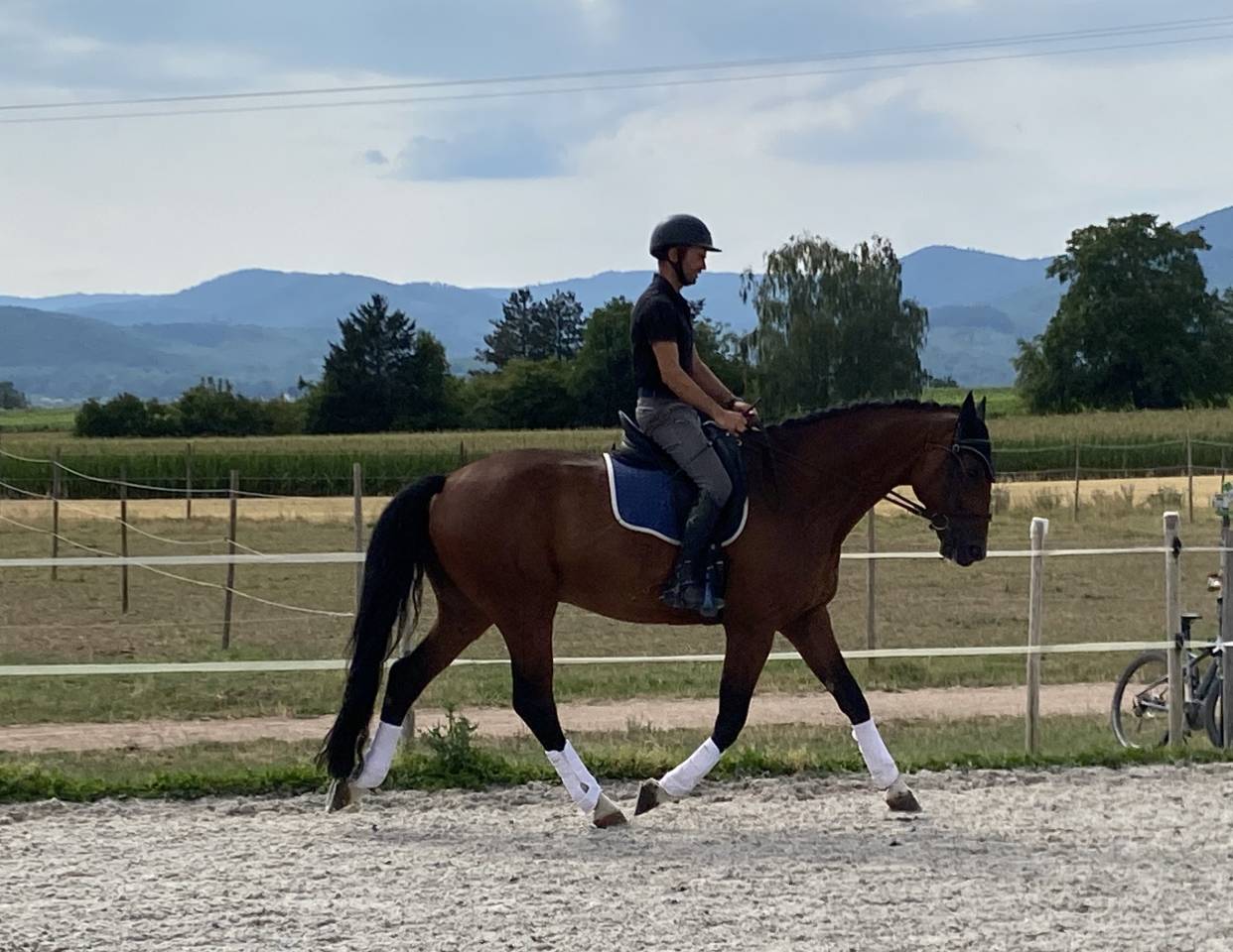 Gelding German Warmblood For sale 2020 Bay
