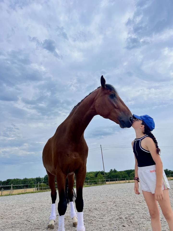 Gelding German Warmblood For sale 2020 Bay