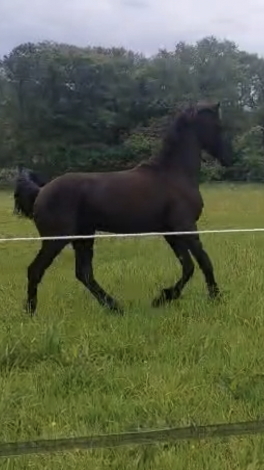 Gelding Friesian For sale 2025 Black