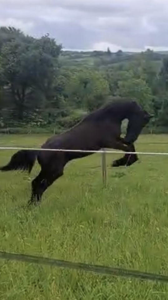 Gelding Friesian For sale 2025 Black