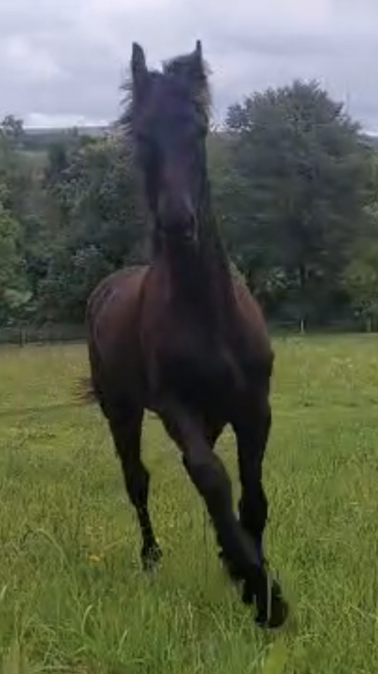 Gelding Friesian For sale 2025 Black
