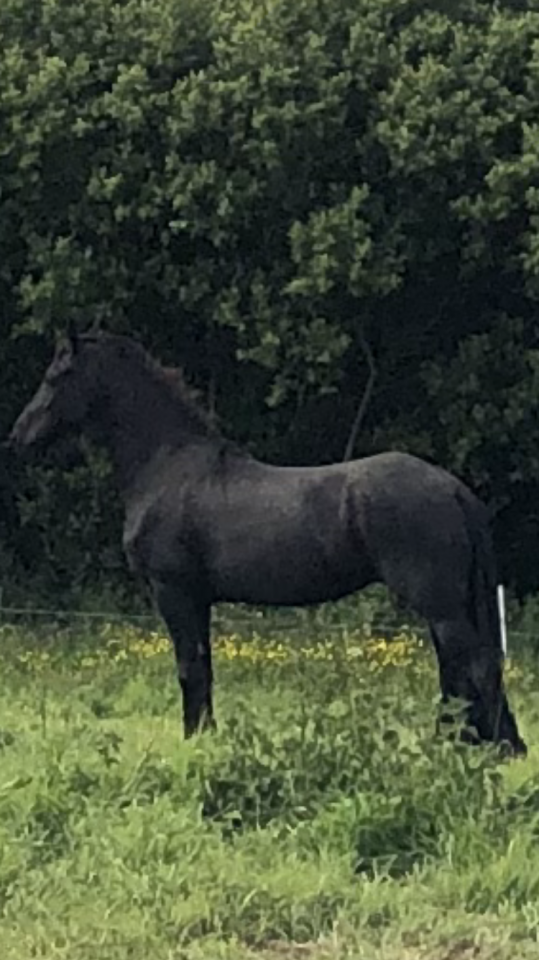 Gelding Friesian For sale 2025 Black