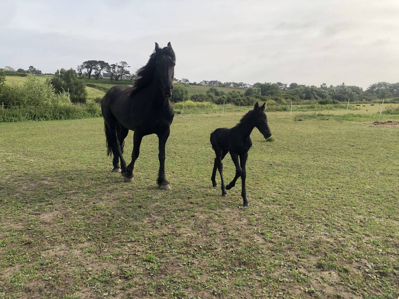 Gelding Friesian For sale 2025 Black
