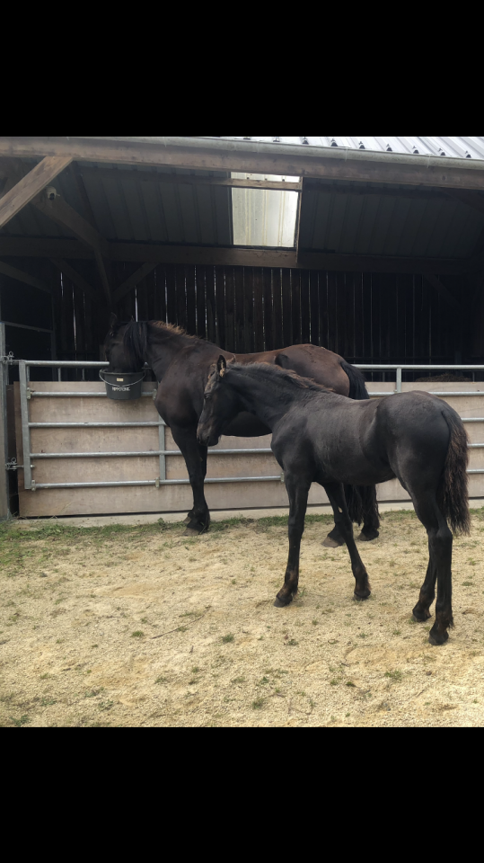 Gelding Friesian For sale 2025 Black