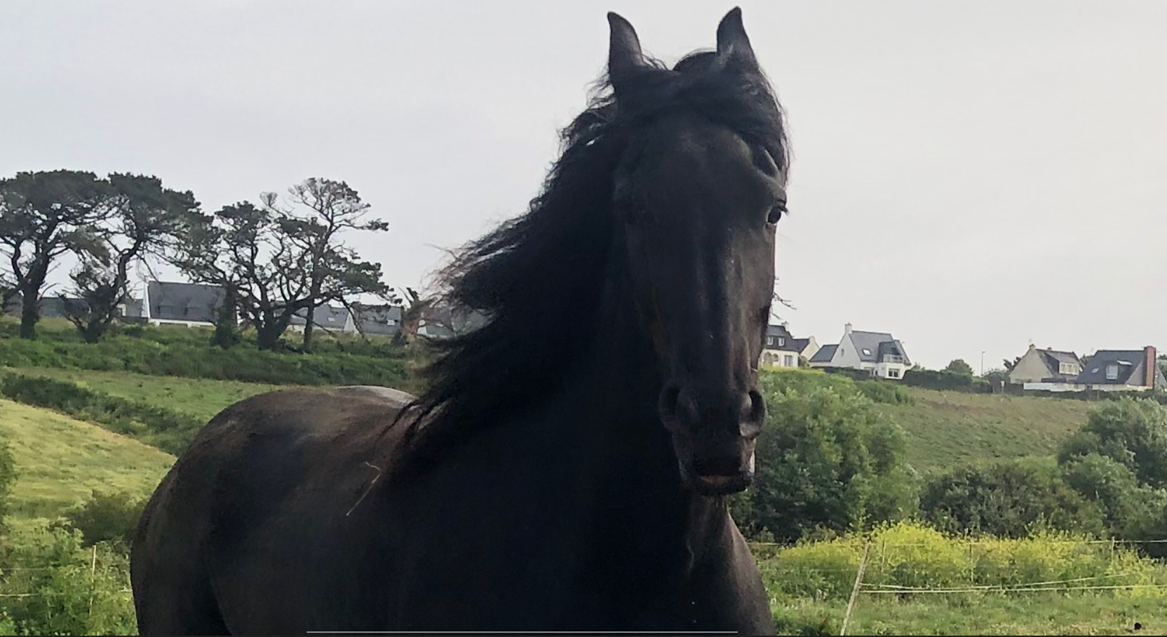 Gelding Friesian For sale 2025 Black