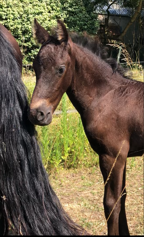 Gelding Friesian For sale 2025 Black