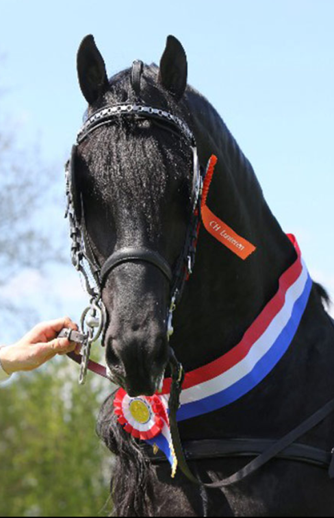 Gelding Friesian For sale 2025 Black