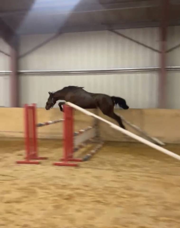 Gelding Selle Fran&ccedil;ais For sale 2023 Bay