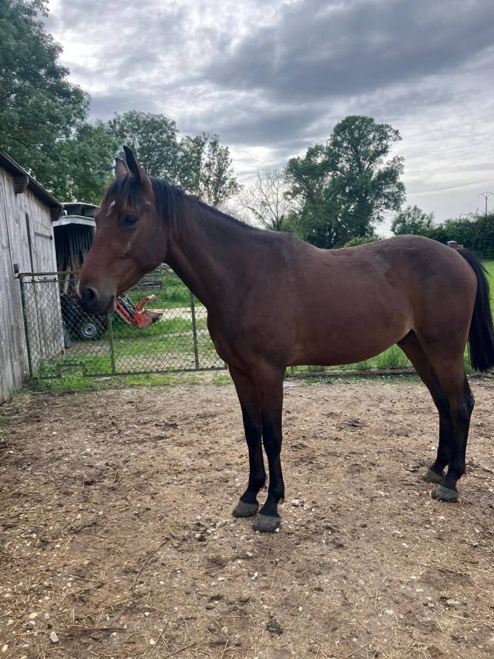 Gelding Selle Fran&ccedil;ais For sale 2023 Bay