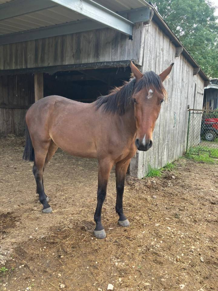 Gelding Selle Fran&ccedil;ais For sale 2023 Bay