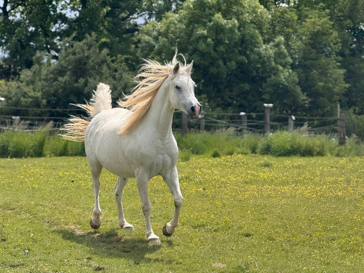 Mare Arabian For sale 2015 Grey