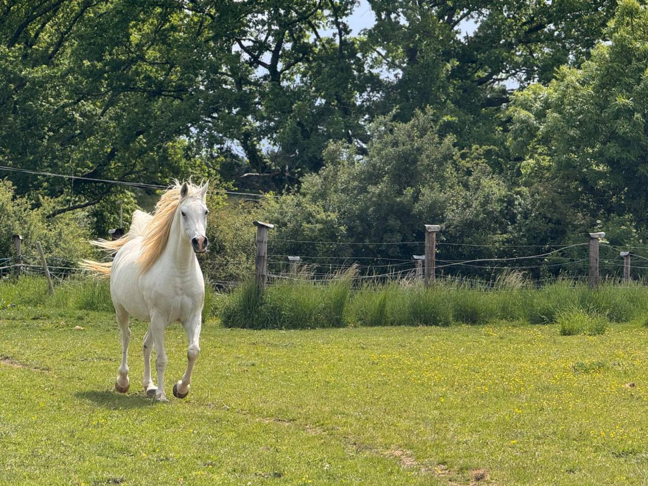 Mare Arabian For sale 2015 Grey