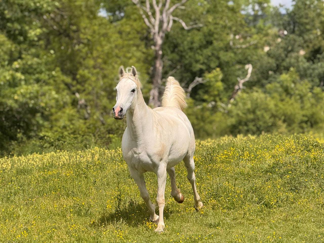 Mare Arabian For sale 2015 Grey