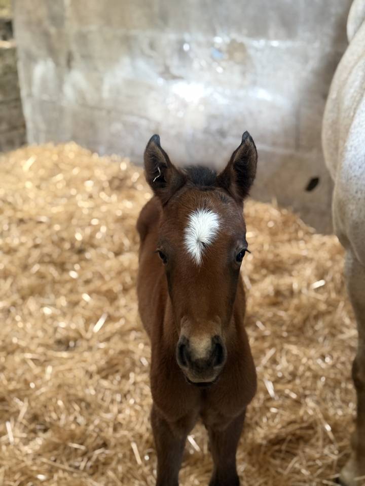 Filly French Saddle Pony For sale 2026 Bay