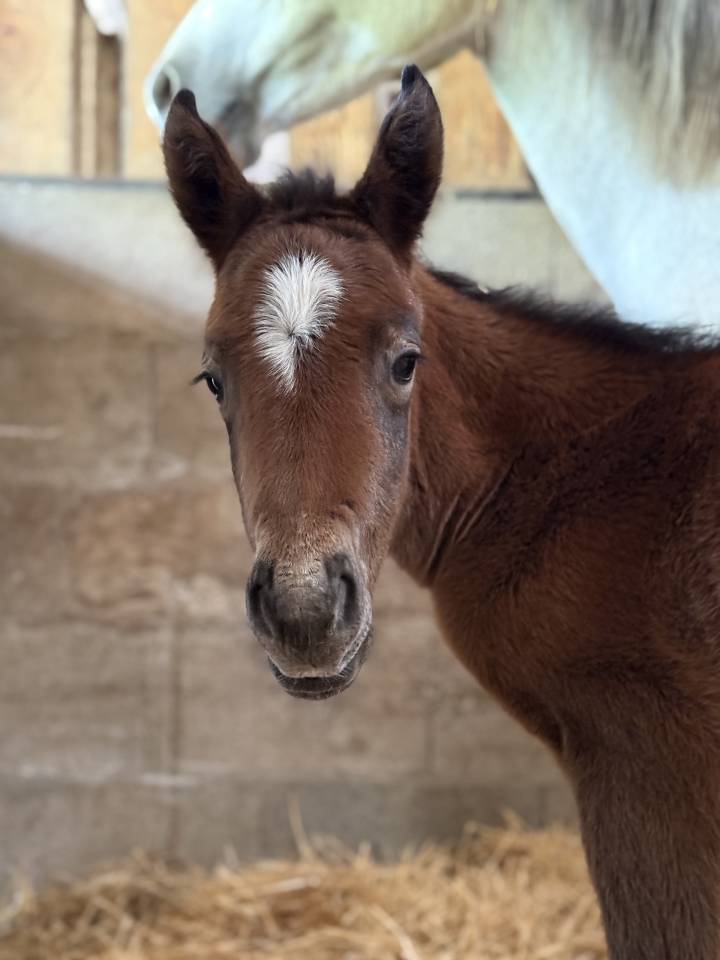 Filly French Saddle Pony For sale 2026 Bay