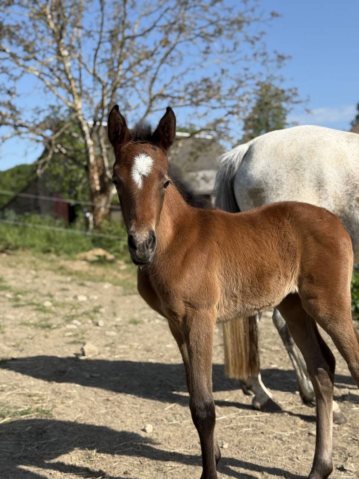 Filly French Saddle Pony For sale 2026 Bay