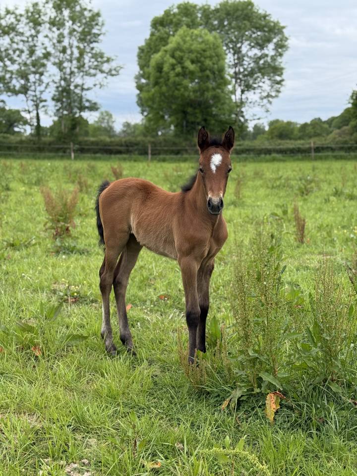 Filly French Saddle Pony For sale 2026 Bay
