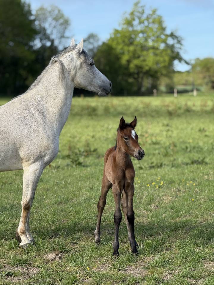 Filly French Saddle Pony For sale 2026 Bay