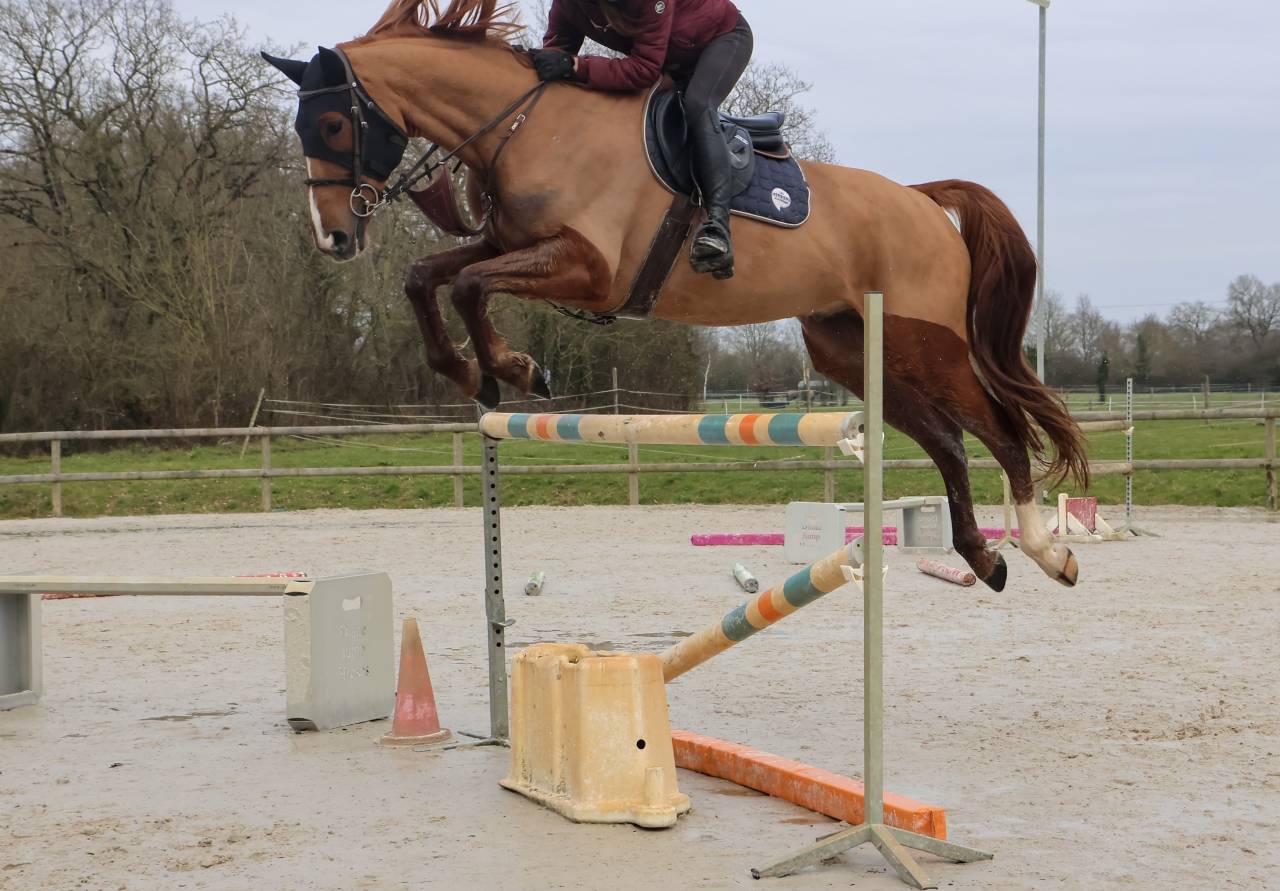 Gelding Selle Fran&ccedil;ais For sale 2018 Chesnut