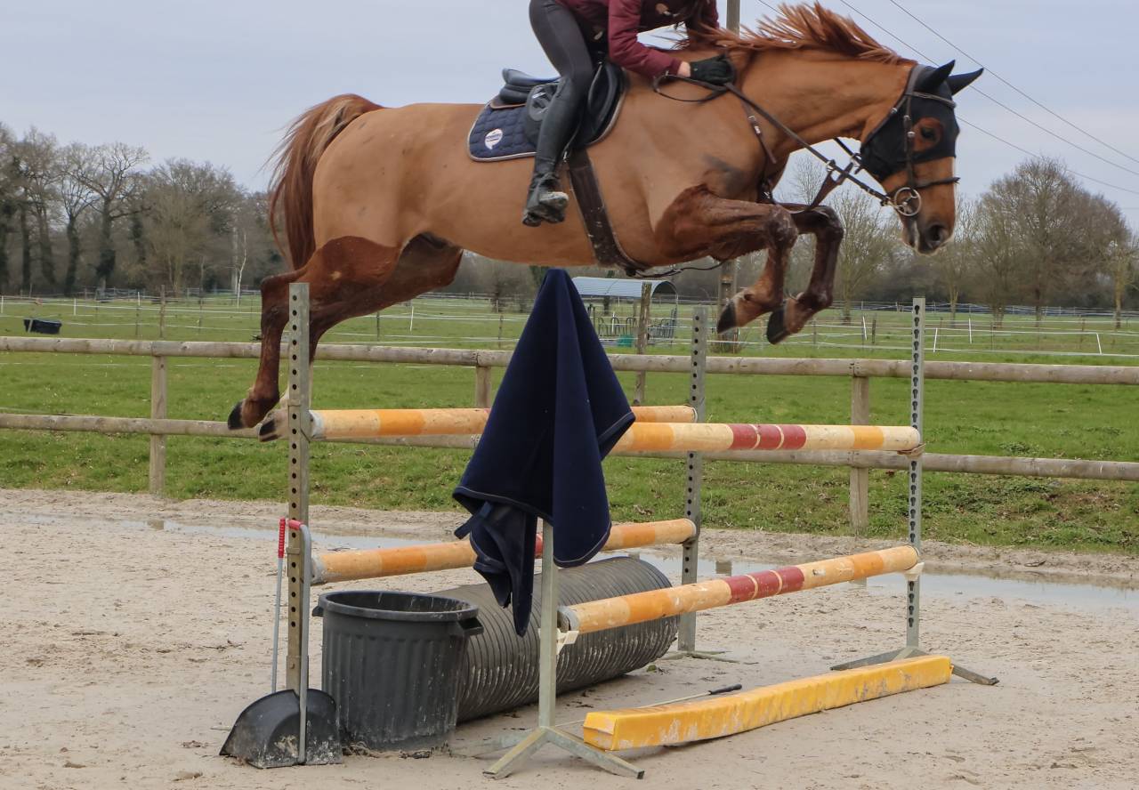 Gelding Selle Fran&ccedil;ais For sale 2018 Chesnut