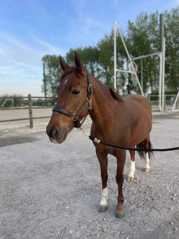 Mare Belgian Riding Pony For sale 2019 Liver chestnut