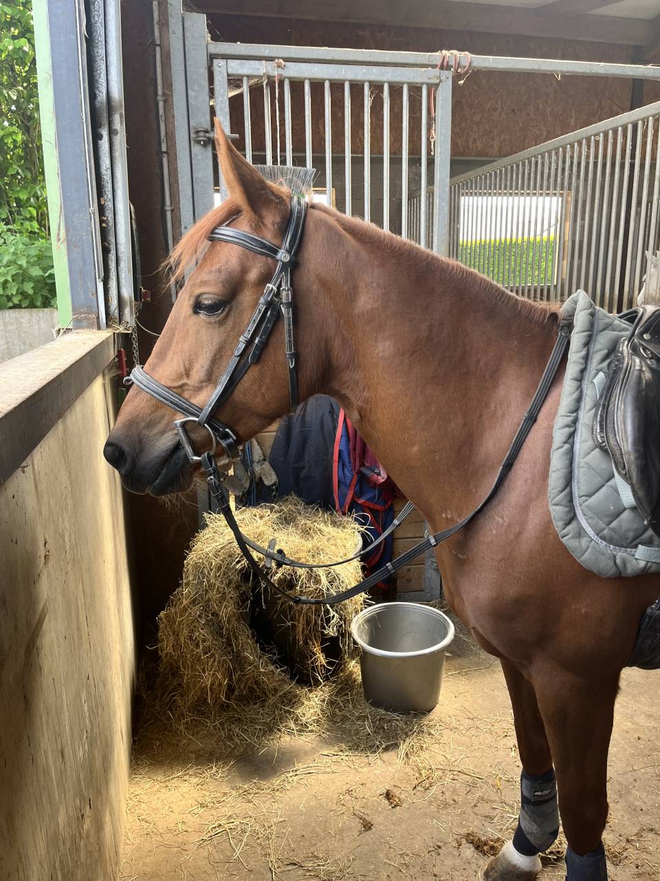 Mare Belgian Riding Pony For sale 2019 Liver chestnut