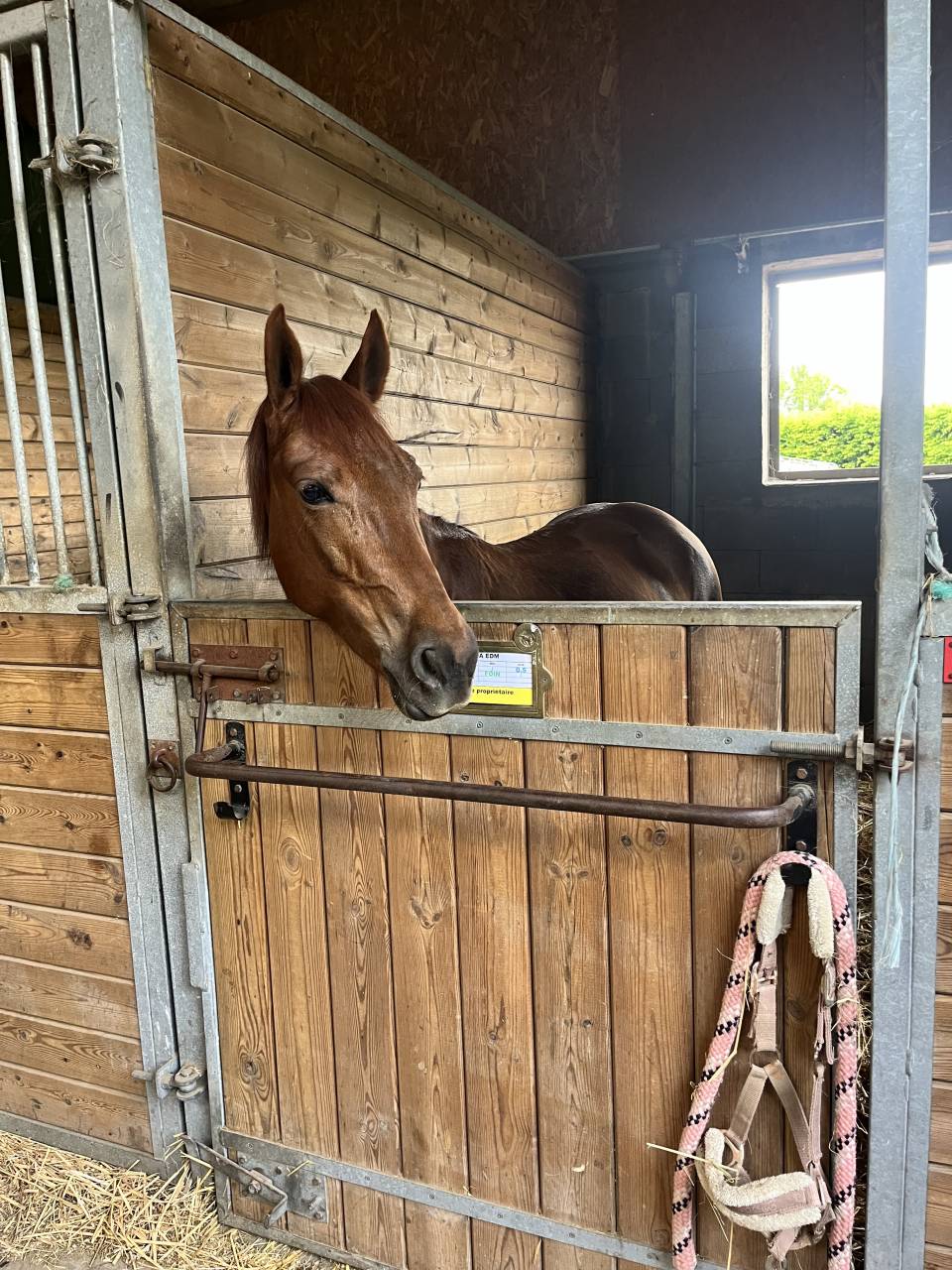 Mare Belgian Riding Pony For sale 2019 Liver chestnut