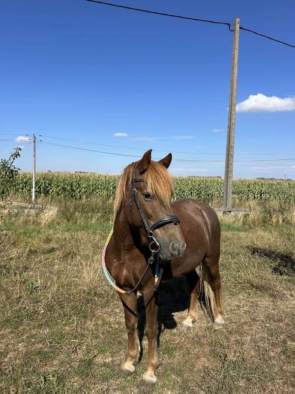 Gelding No Origin Recorded For sale 2015 Liver chestnut