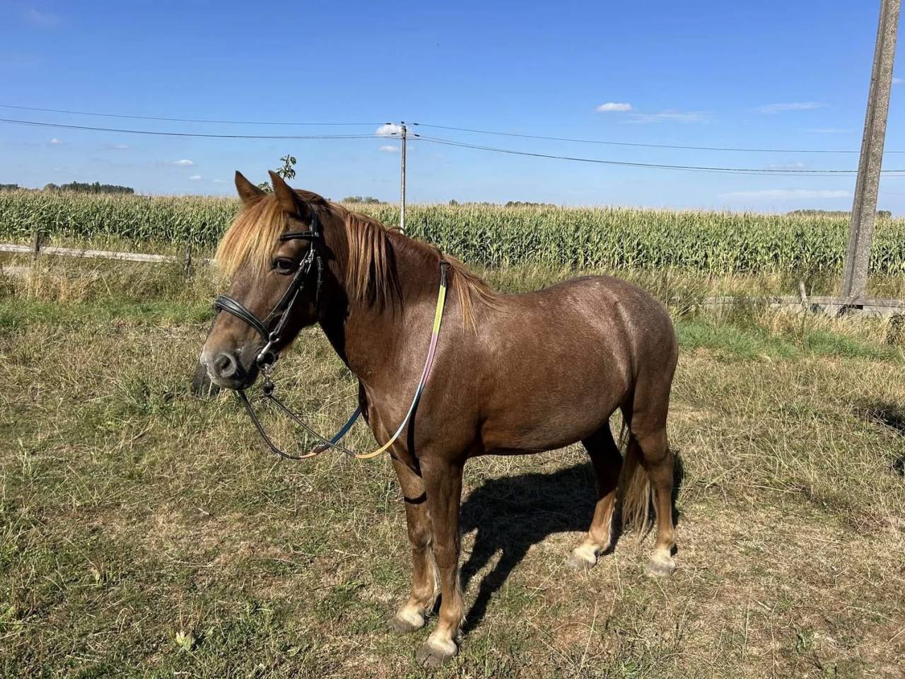 Gelding No Origin Recorded For sale 2015 Liver chestnut