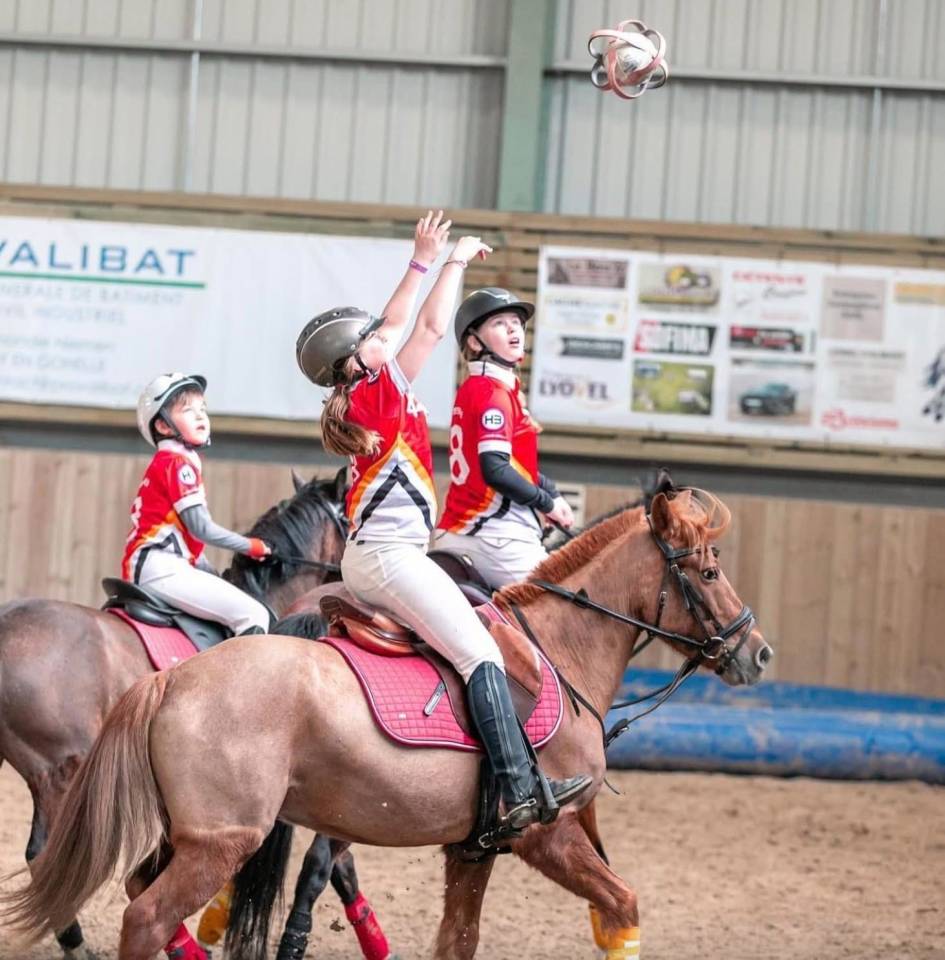 Gelding No Origin Recorded For sale 2015 Liver chestnut