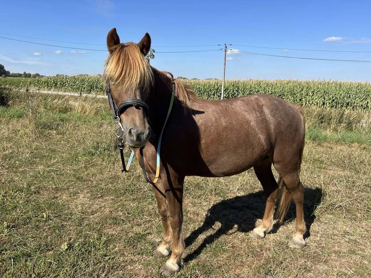 Gelding No Origin Recorded For sale 2015 Liver chestnut