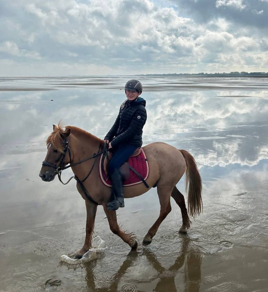 Gelding No Origin Recorded For sale 2015 Liver chestnut