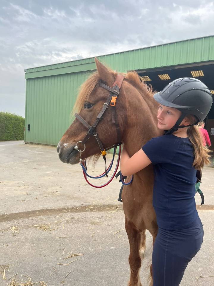 Gelding No Origin Recorded For sale 2015 Liver chestnut