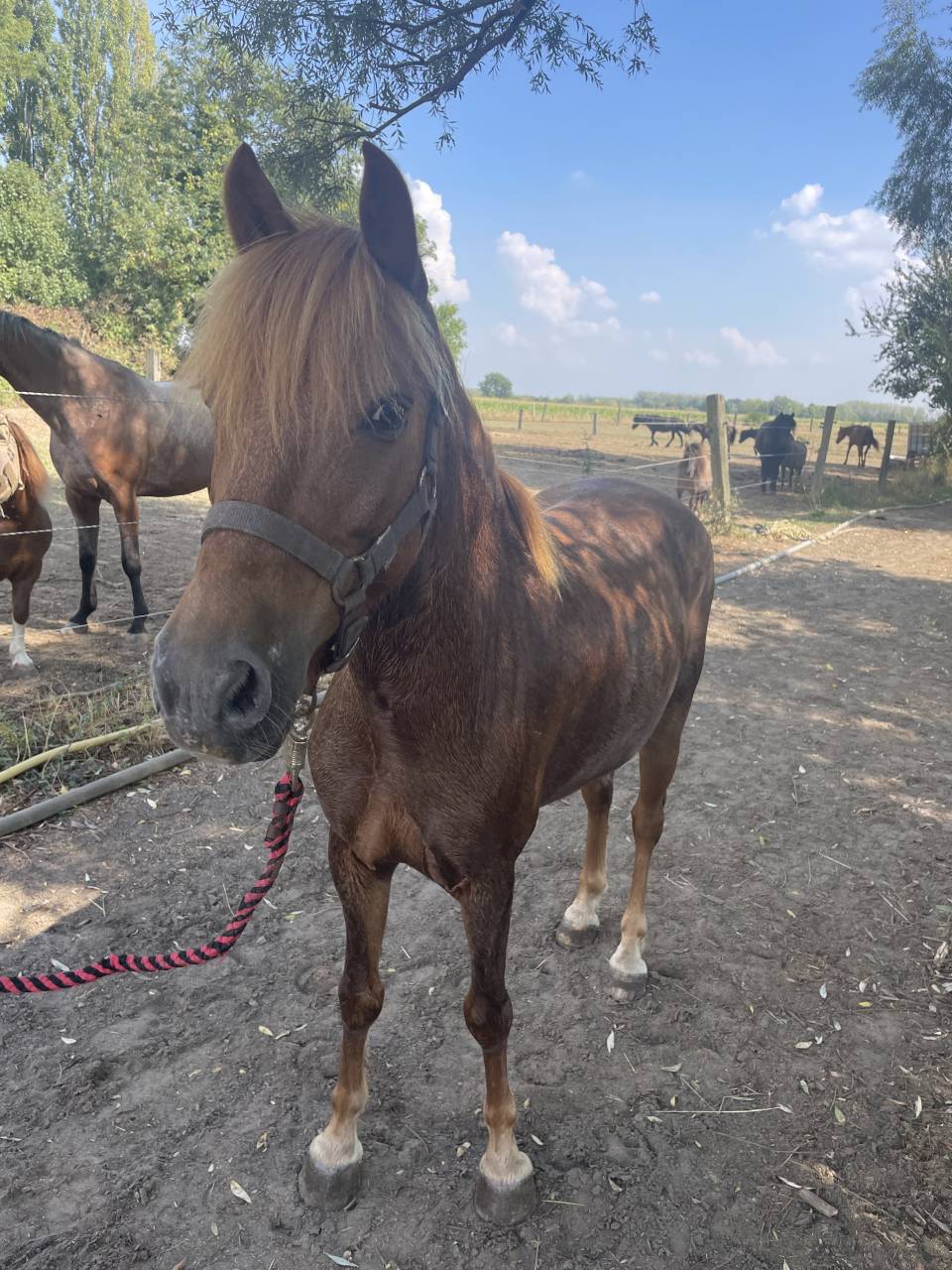 Gelding No Origin Recorded For sale 2015 Liver chestnut
