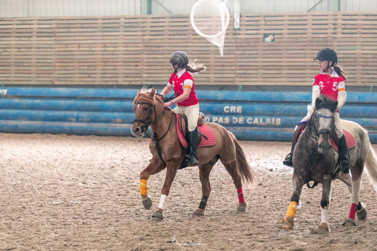 Gelding No Origin Recorded For sale 2015 Liver chestnut